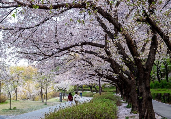 북서울꿈의숲 (벚꽃)