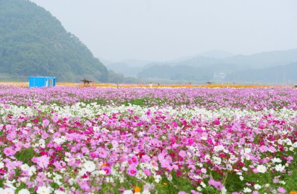 부여군, 구드래 억만송이 코스모스 장관