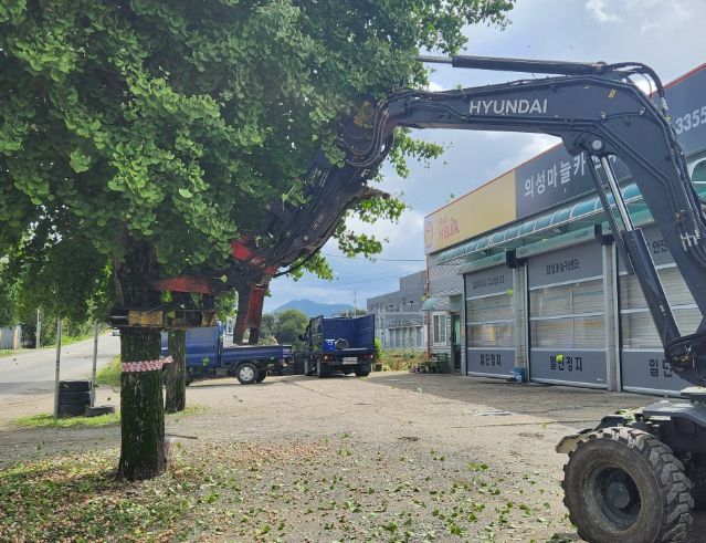 진동 수확기로 은행 열매 신속 수거