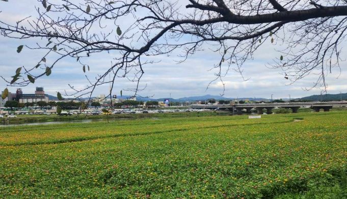 경주시 형산강변