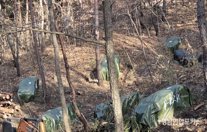 안동시, 소나무재선충병 훈증더미 4,500개 제거