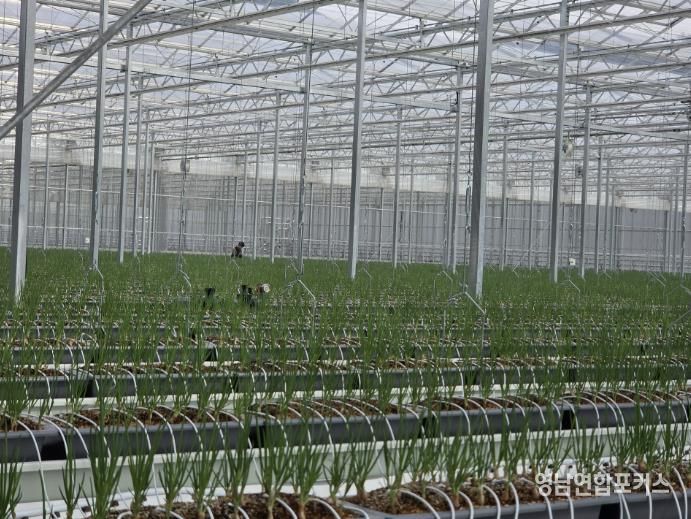 봉화군, 임대형 스마트팜 A동 2구역 쪽파 수확 앞둬