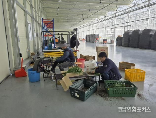 봉화군, 임대형 스마트팜 청년농 양액재배 쪽파 출하 한창