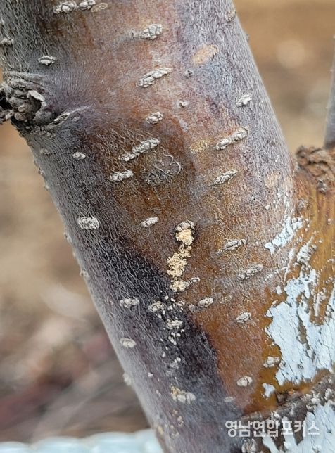 안동시, 기후변화에 따른 과수 ‘나무좀’ 예찰 당부